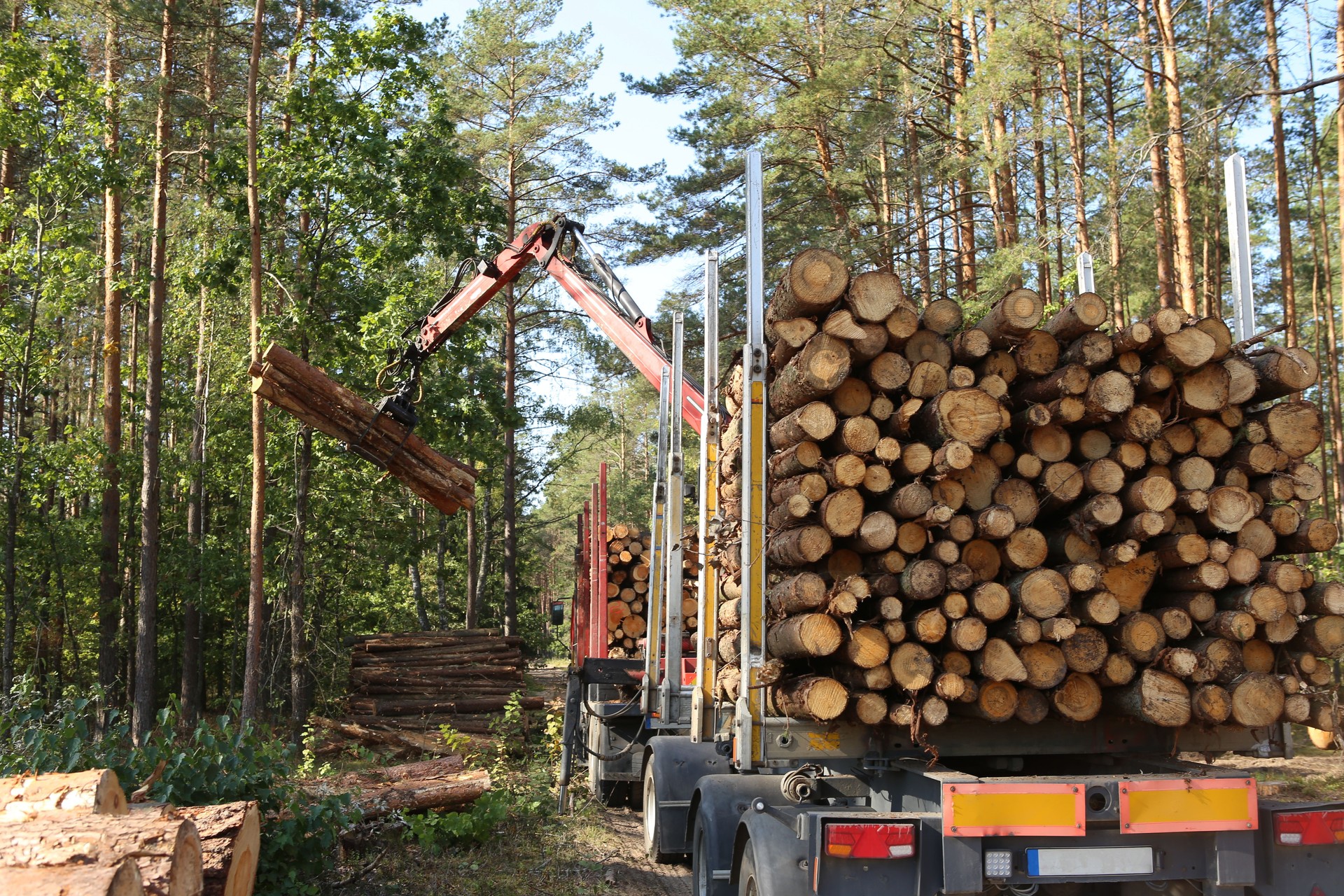 Timber harvesting and transportation in forest.