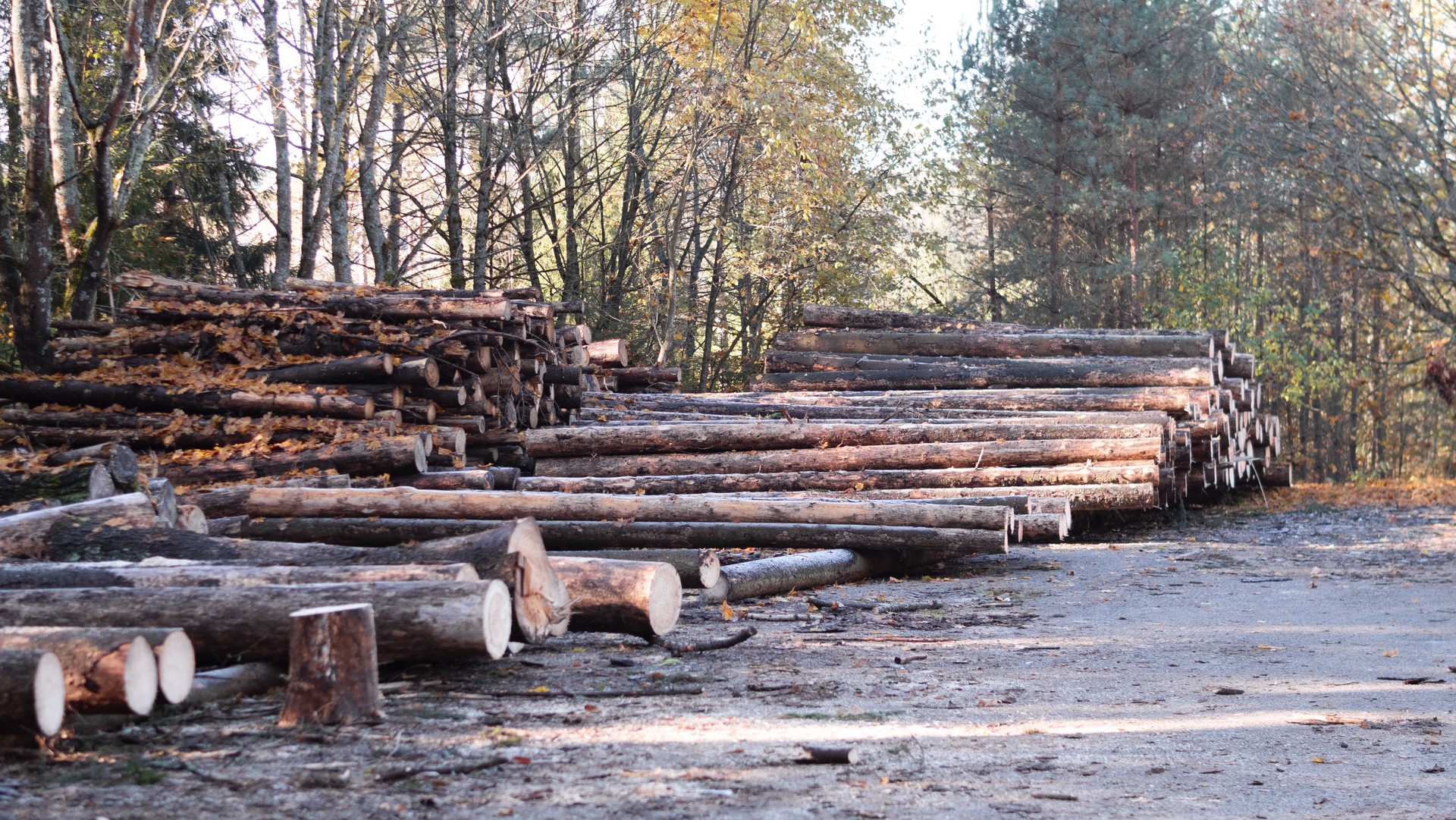 Wood Logging Operation Conducted in a Forest Setting That Involves Various Activities